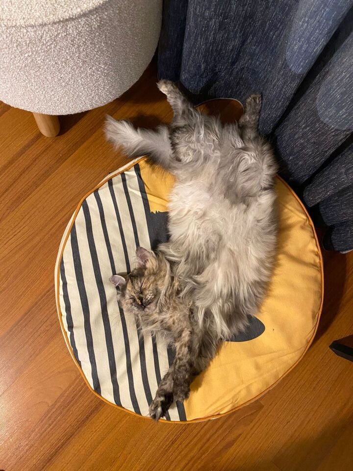 Pet Yatağı - Yuvarlak - Kedi 2026